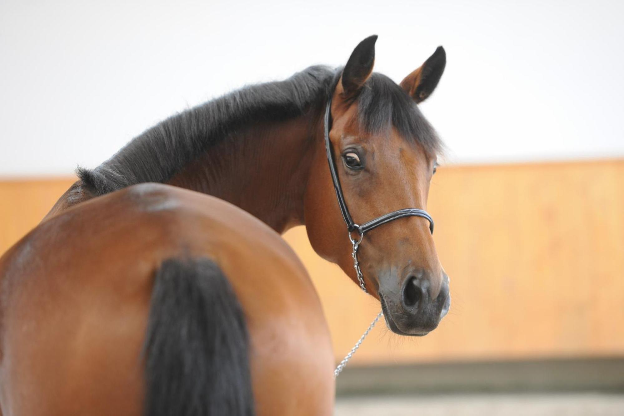 Domaine Equestre De La Chenaie Διαμέρισμα Saumur Εξωτερικό φωτογραφία
