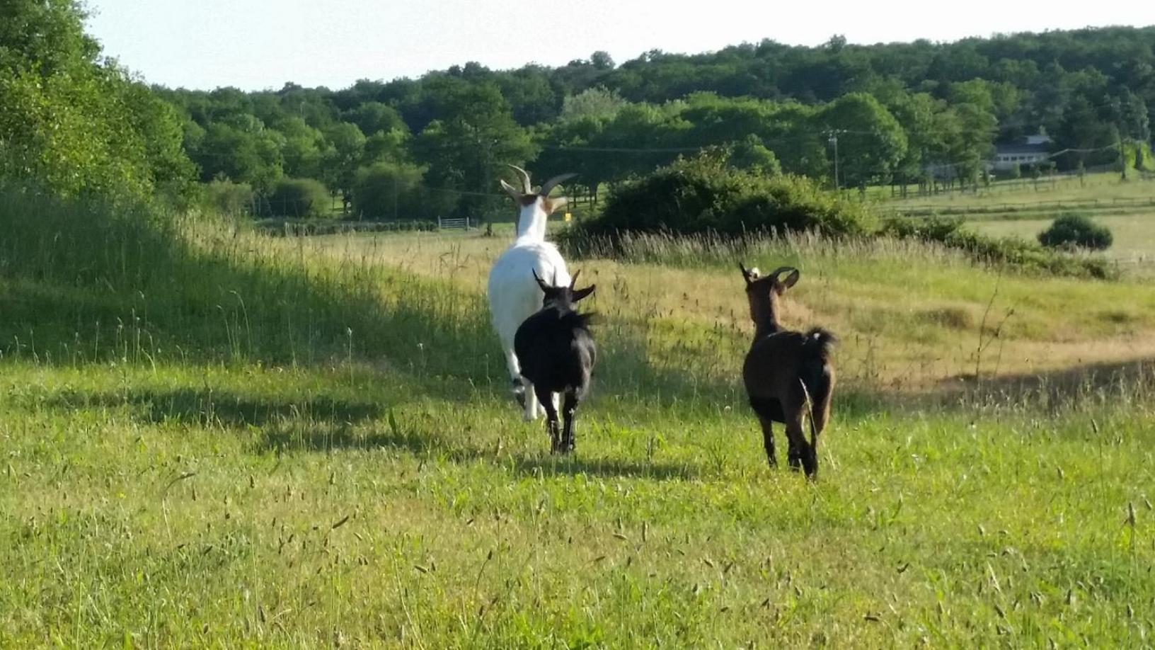 Domaine Equestre De La Chenaie Διαμέρισμα Saumur Εξωτερικό φωτογραφία